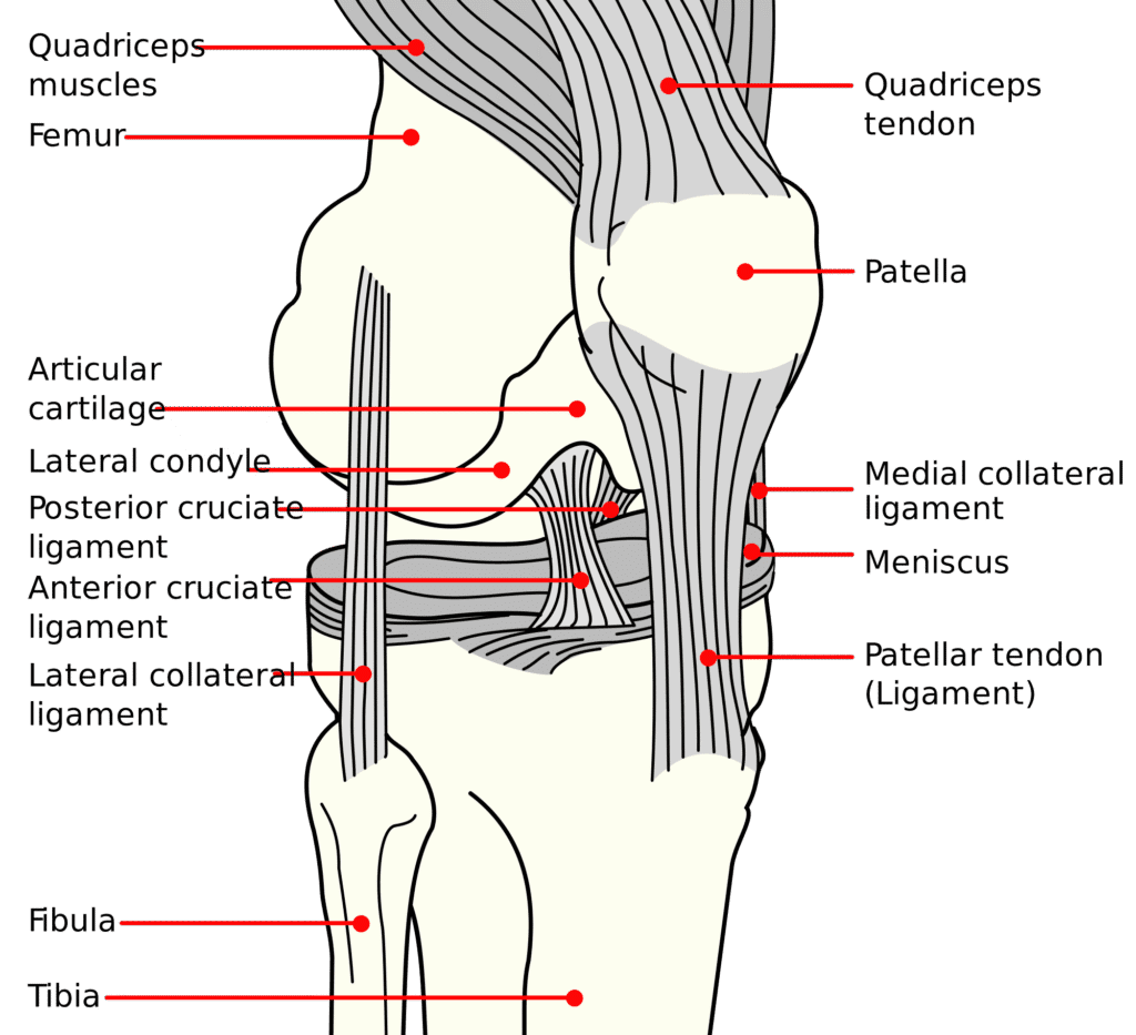 Diagram of the Knee Structure. Showing: the ligaments, bones, cartilage and meniscus.