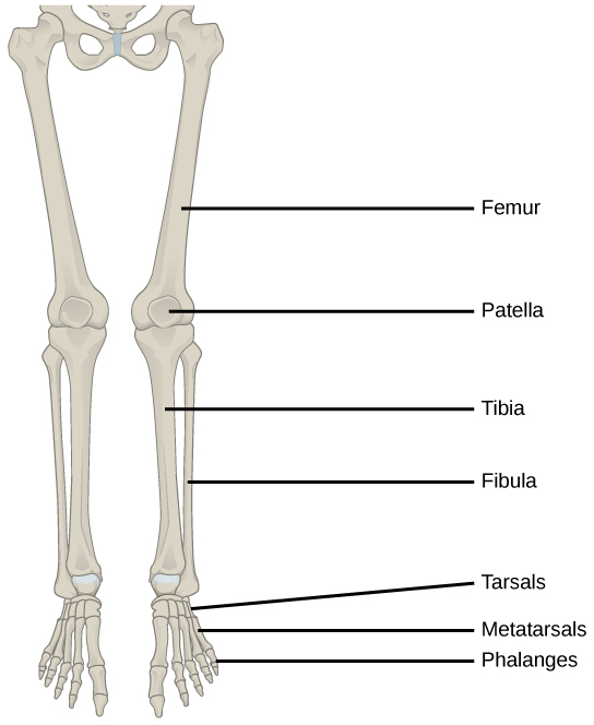 The bones of the legs.