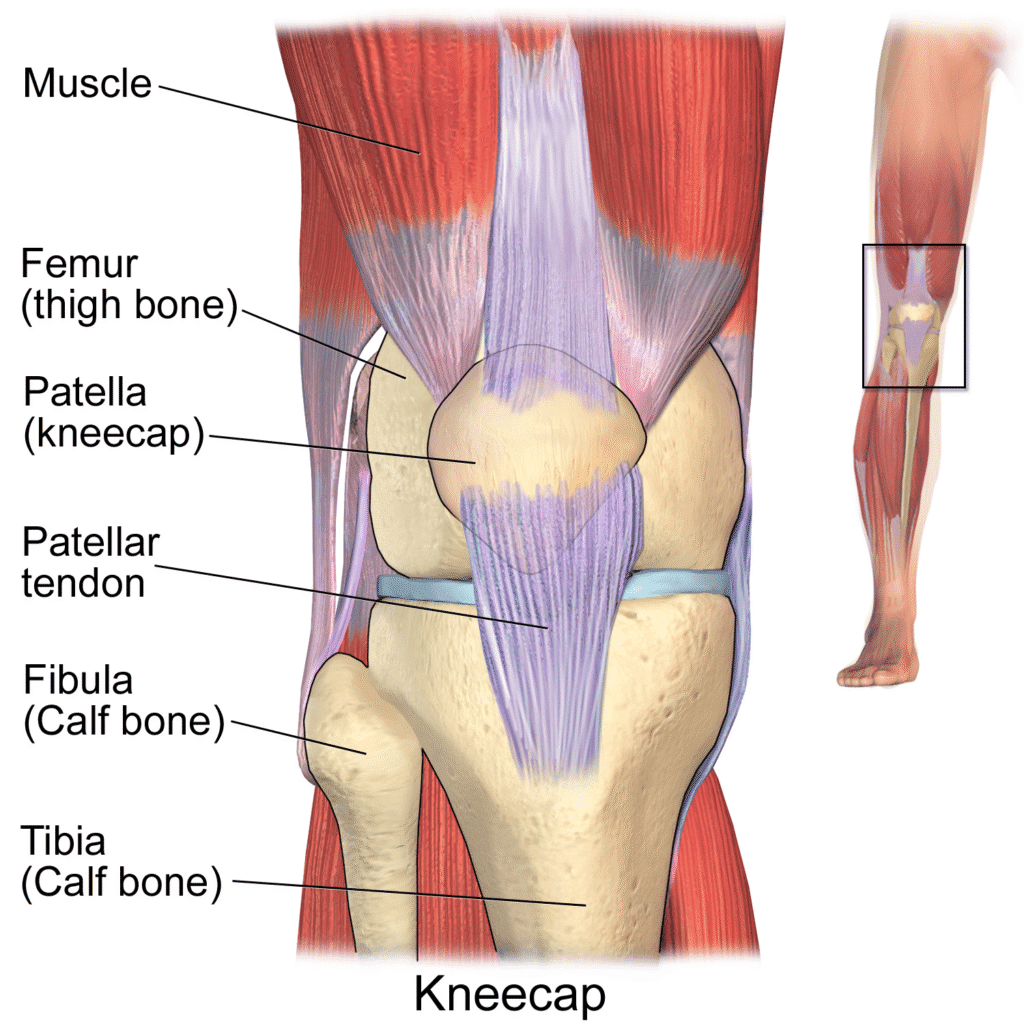 Kneecap anatomy
